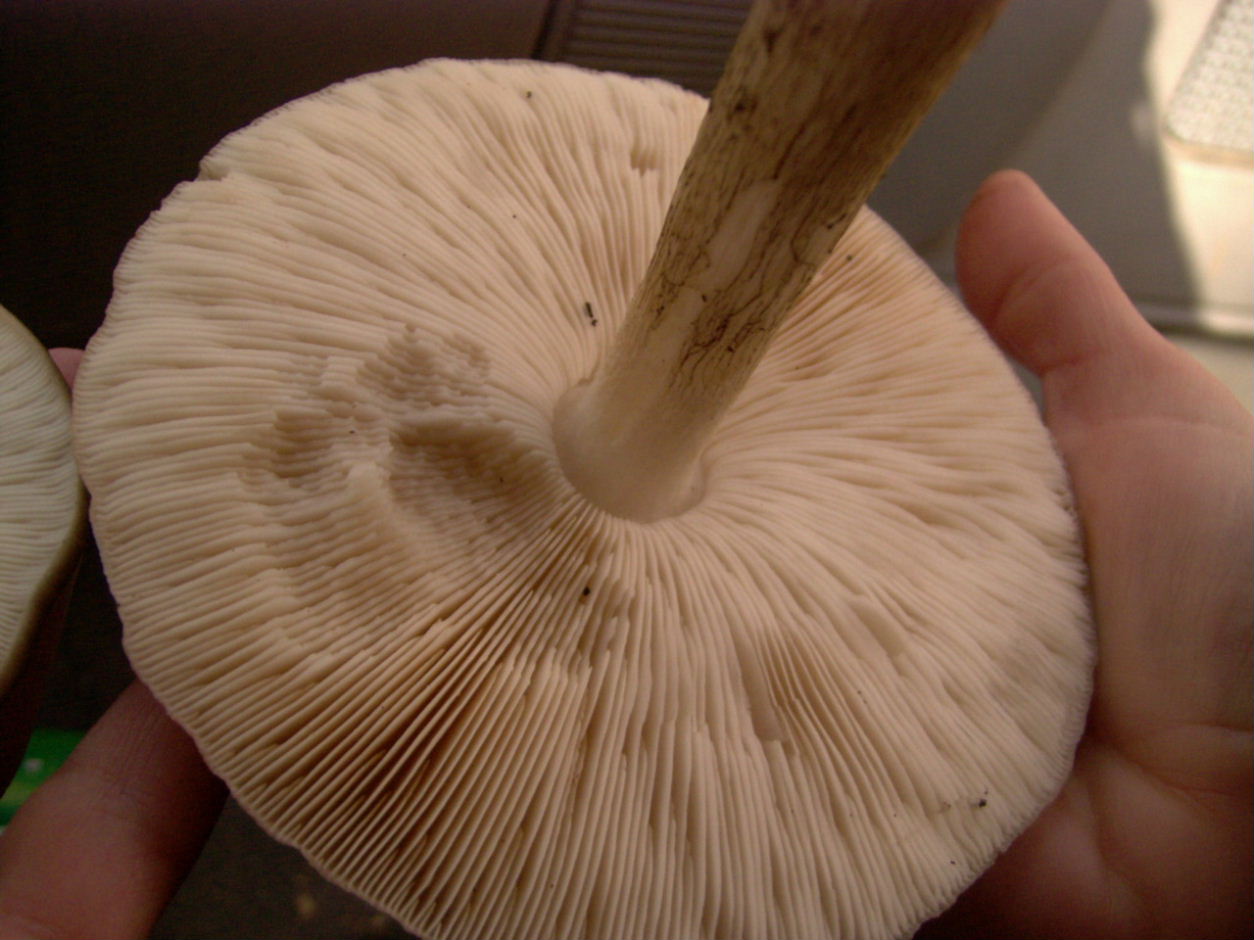 FUNGO DA DETERMINARE